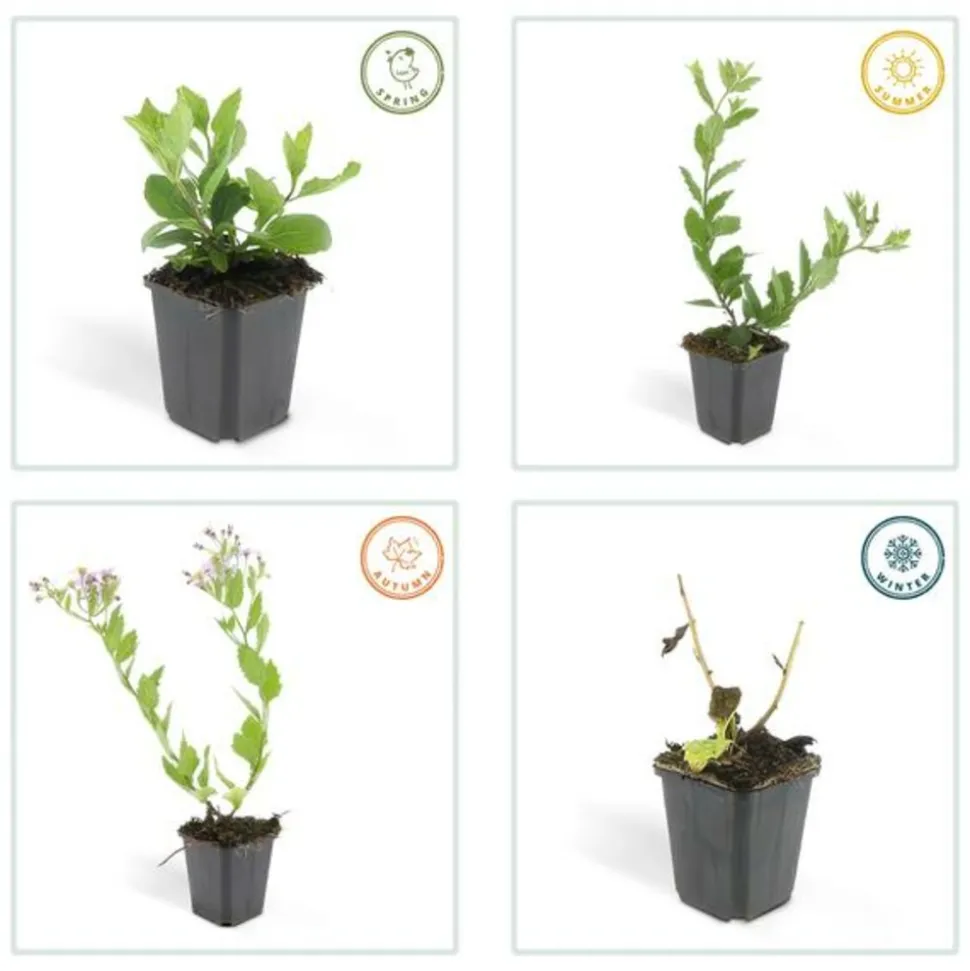 LA GREEN TOUCH - Aster du japon 'asran' x20 – entre 1,25 et 1,67m2