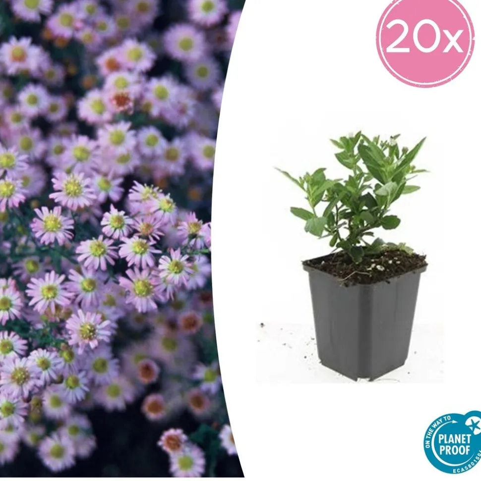 LA GREEN TOUCH - Aster du japon 'stardust' x20 – entre 1,25 et 1,67m2