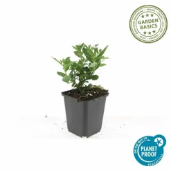 LA GREEN TOUCH - Aster du japon 'stardust' x20 – entre 1,25 et 1,67m2