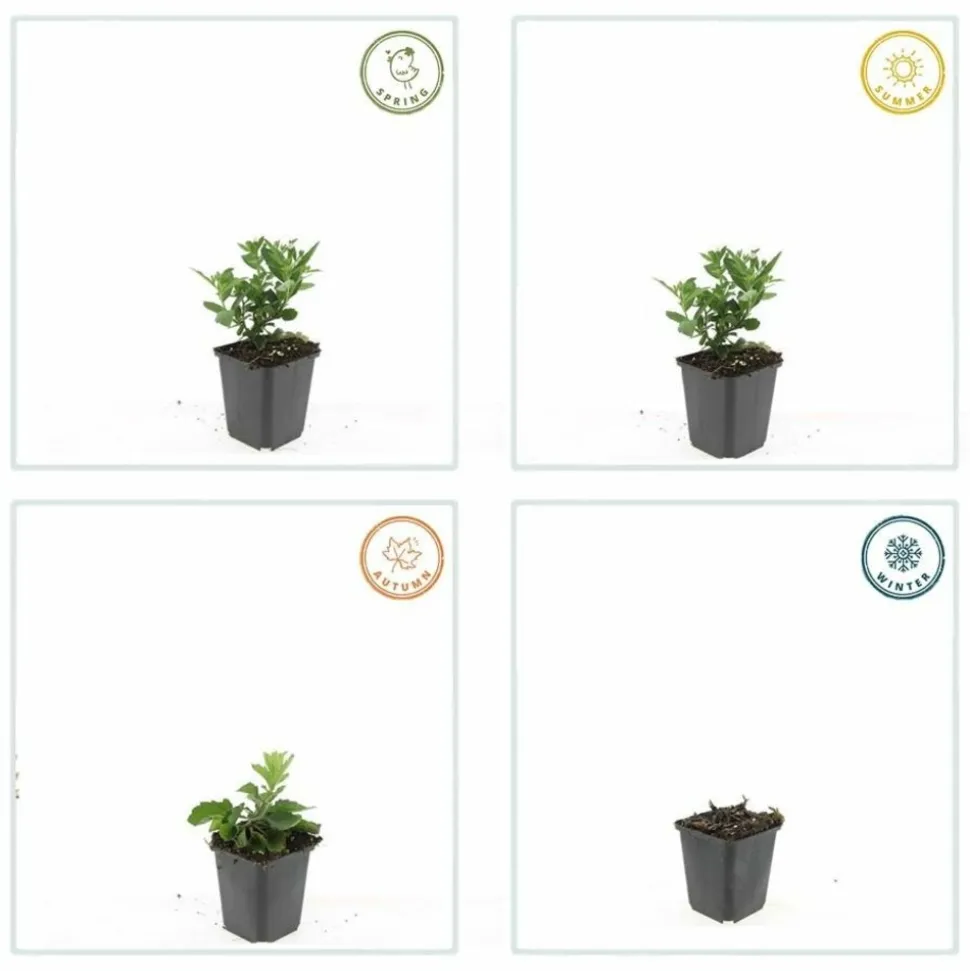 LA GREEN TOUCH - Aster du japon 'stardust' x20 – entre 1,25 et 1,67m2