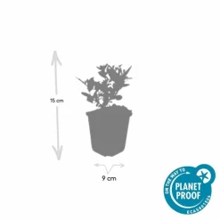 LA GREEN TOUCH - Aster du japon 'stardust' x20 – entre 1,25 et 1,67m2