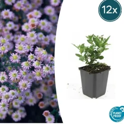 LA GREEN TOUCH - Aster du japon 'stardust' x20 – entre 1,25 et 1,67m2
