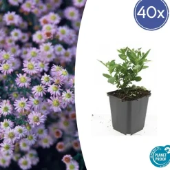 LA GREEN TOUCH - Aster du japon 'stardust' x20 – entre 1,25 et 1,67m2