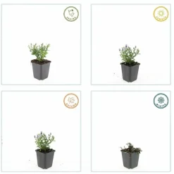 LA GREEN TOUCH - Aster nain d'automne 'prof. Anton kippenberg' x40 – entre 2,5 et 3,33m2