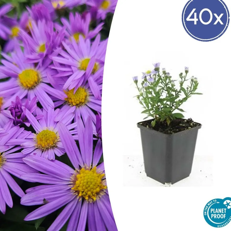 LA GREEN TOUCH - Aster nain d'automne 'prof. Anton kippenberg' x60 – entre 3,75 et 5m2
