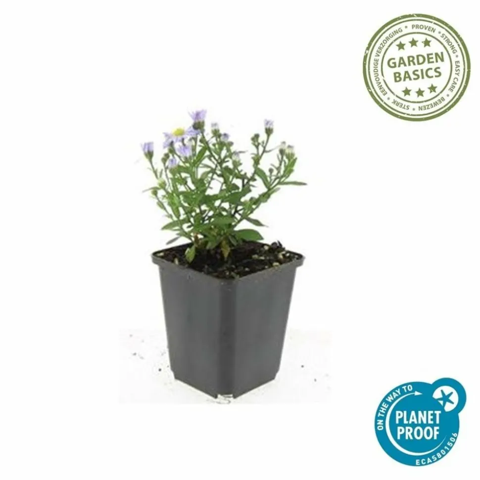 LA GREEN TOUCH - Aster nain d'automne 'prof. Anton kippenberg' x6 – entre 0,38 et 0,5m2