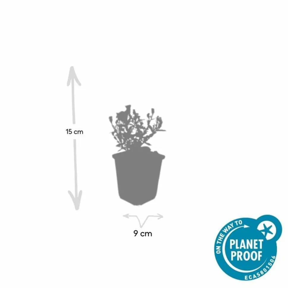 LA GREEN TOUCH - Aster nain d'automne 'prof. Anton kippenberg' x6 – entre 0,38 et 0,5m2
