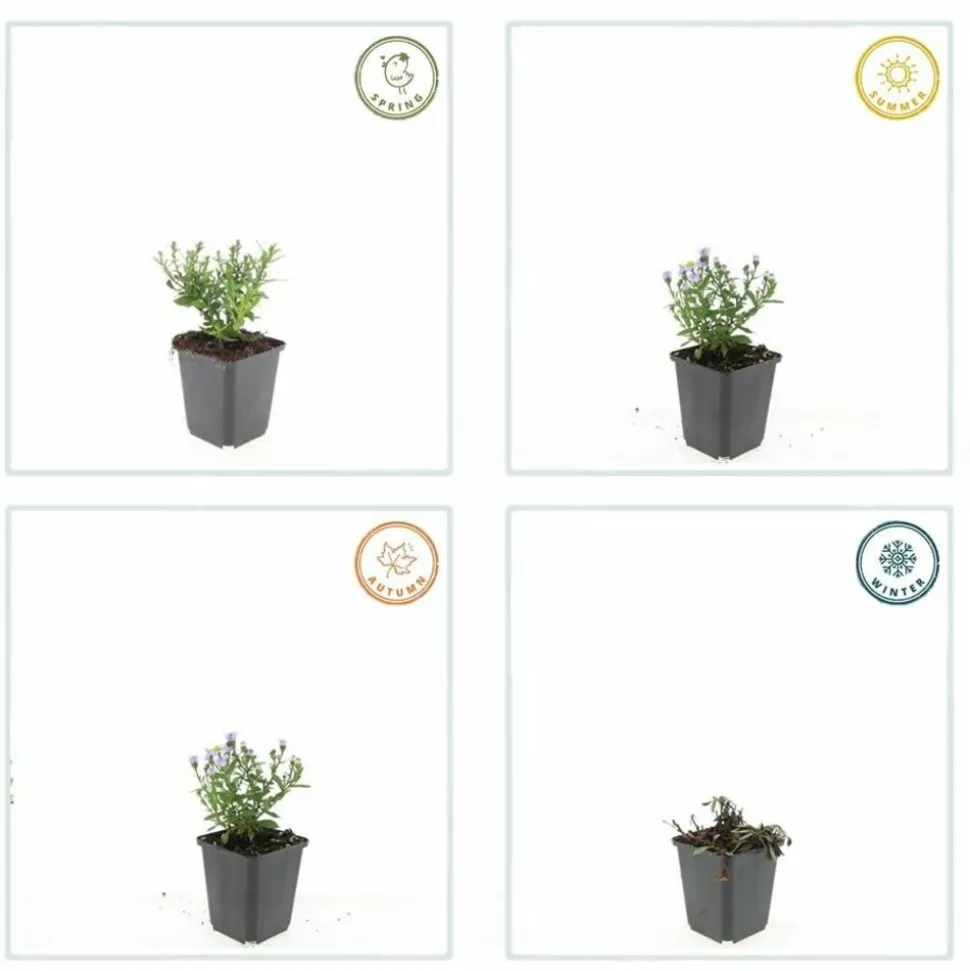 LA GREEN TOUCH - Aster nain d'automne 'prof. Anton kippenberg' x6 – entre 0,38 et 0,5m2