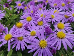 LA GREEN TOUCH - Aster nain d'automne 'prof. Anton kippenberg' x12 – entre 0,75 et 1m2