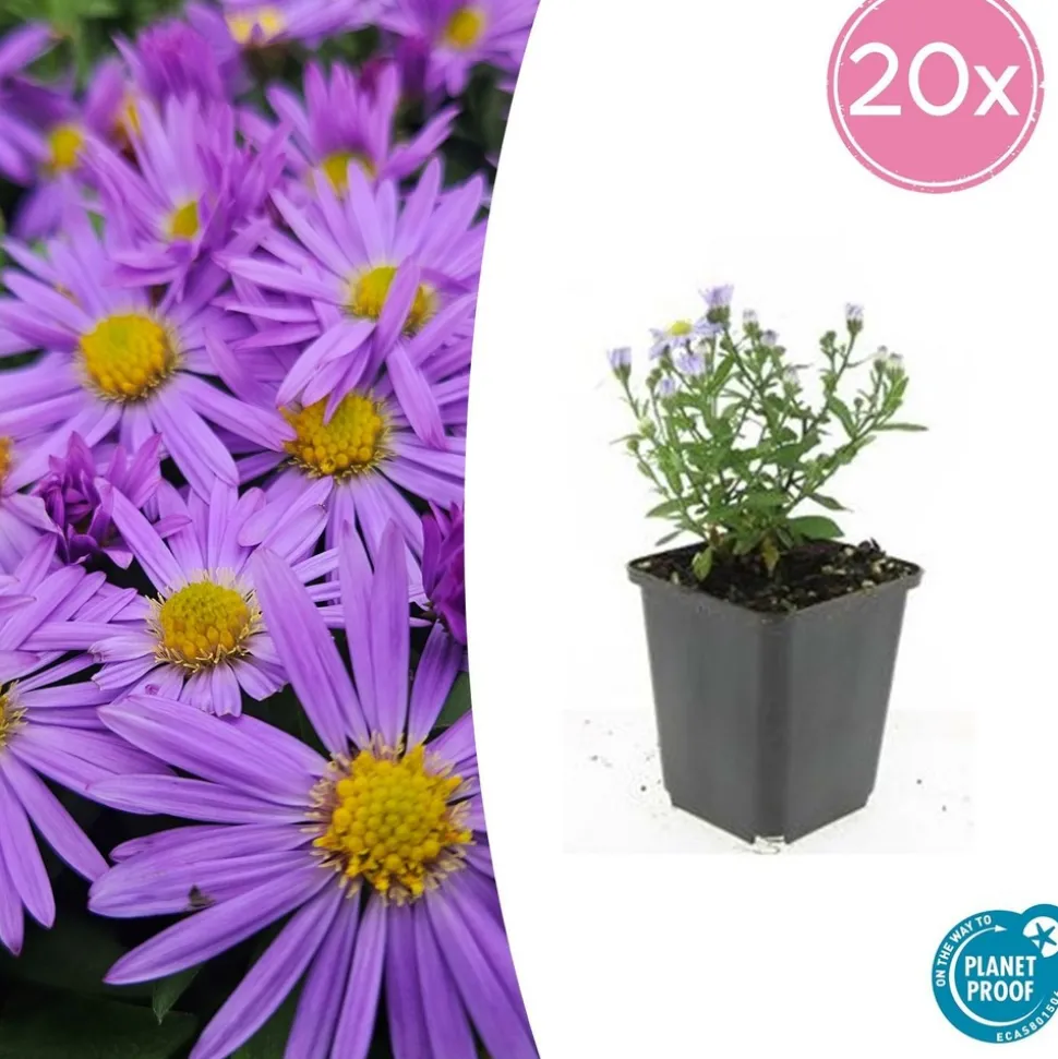 LA GREEN TOUCH - Aster nain d'automne 'prof. Anton kippenberg' x12 – entre 0,75 et 1m2