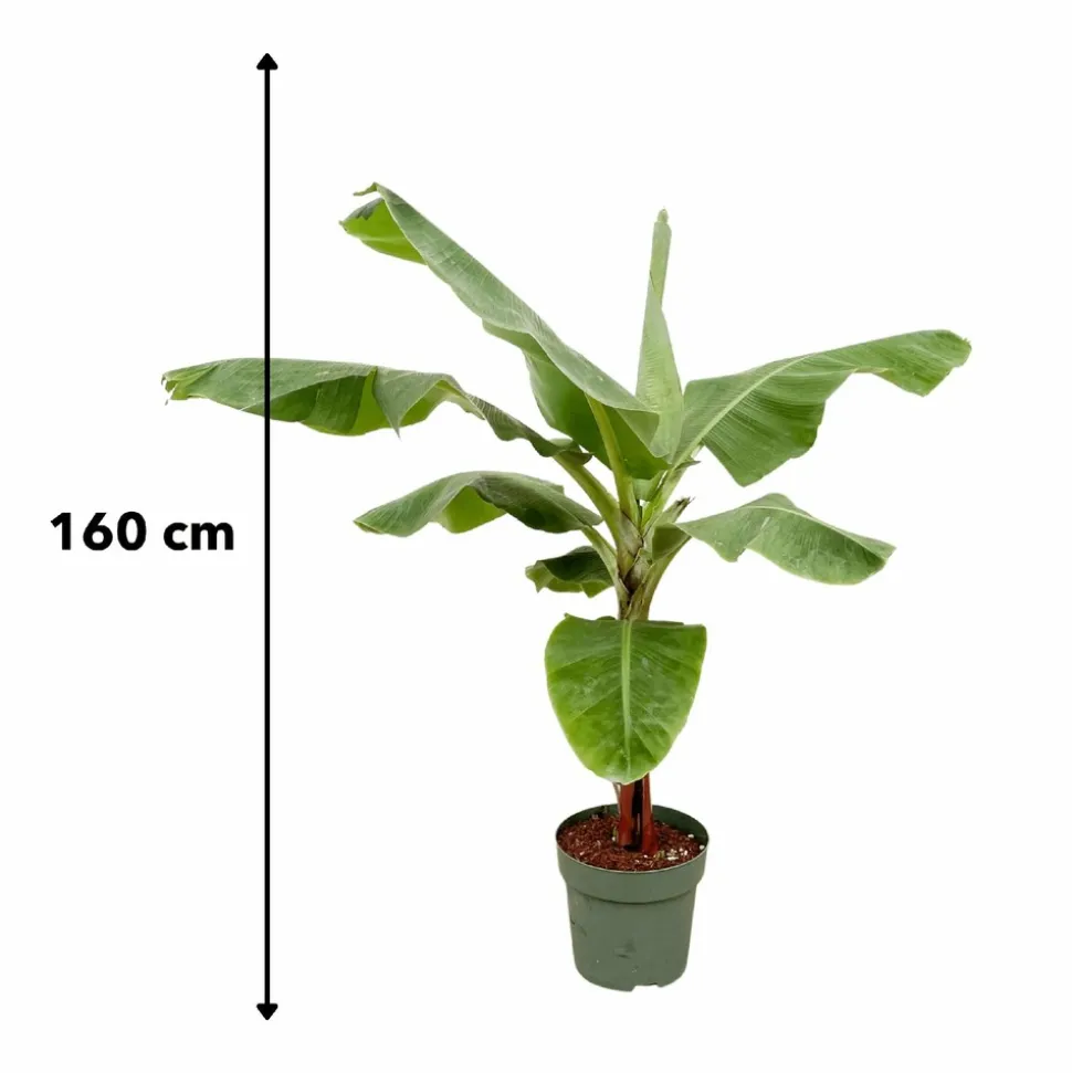 LA GREEN TOUCH - Bananier musa 150cm - plante d'intérieur