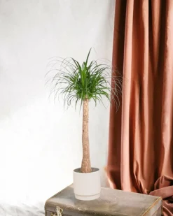 LA GREEN TOUCH - Beaucarnea 130cm - plante d'intérieur
