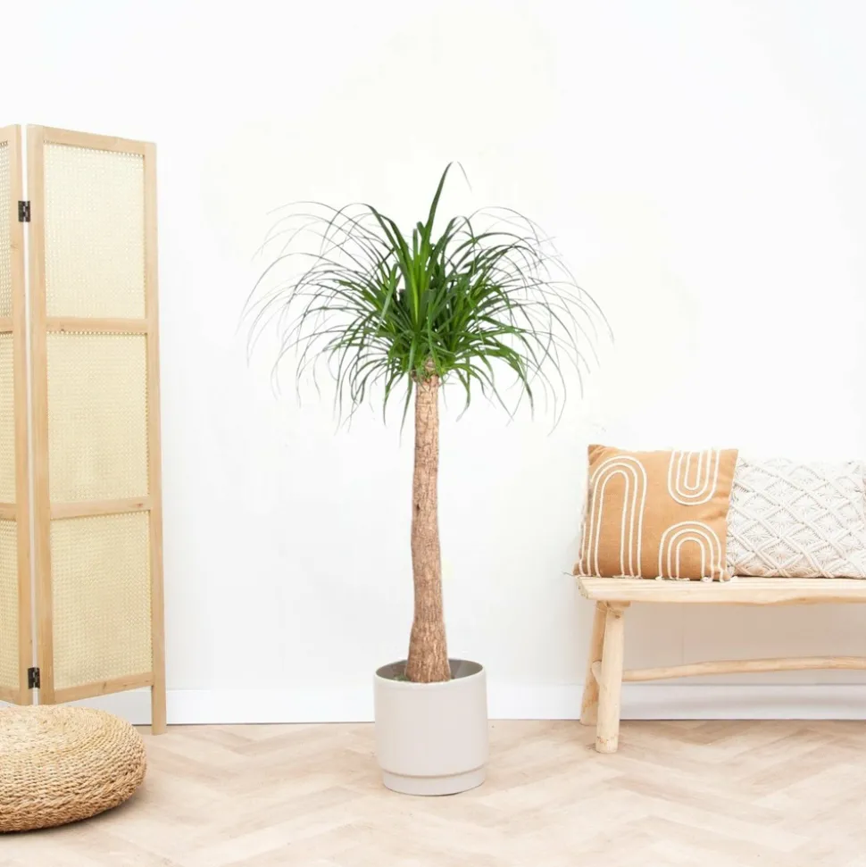 LA GREEN TOUCH - Beaucarnea 130cm - plante d'intérieur