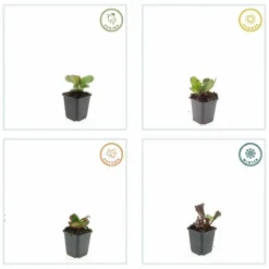 LA GREEN TOUCH - Bergenia à feuilles en cœur 'herbstblüte' x12 – entre 0,75 et 1m2