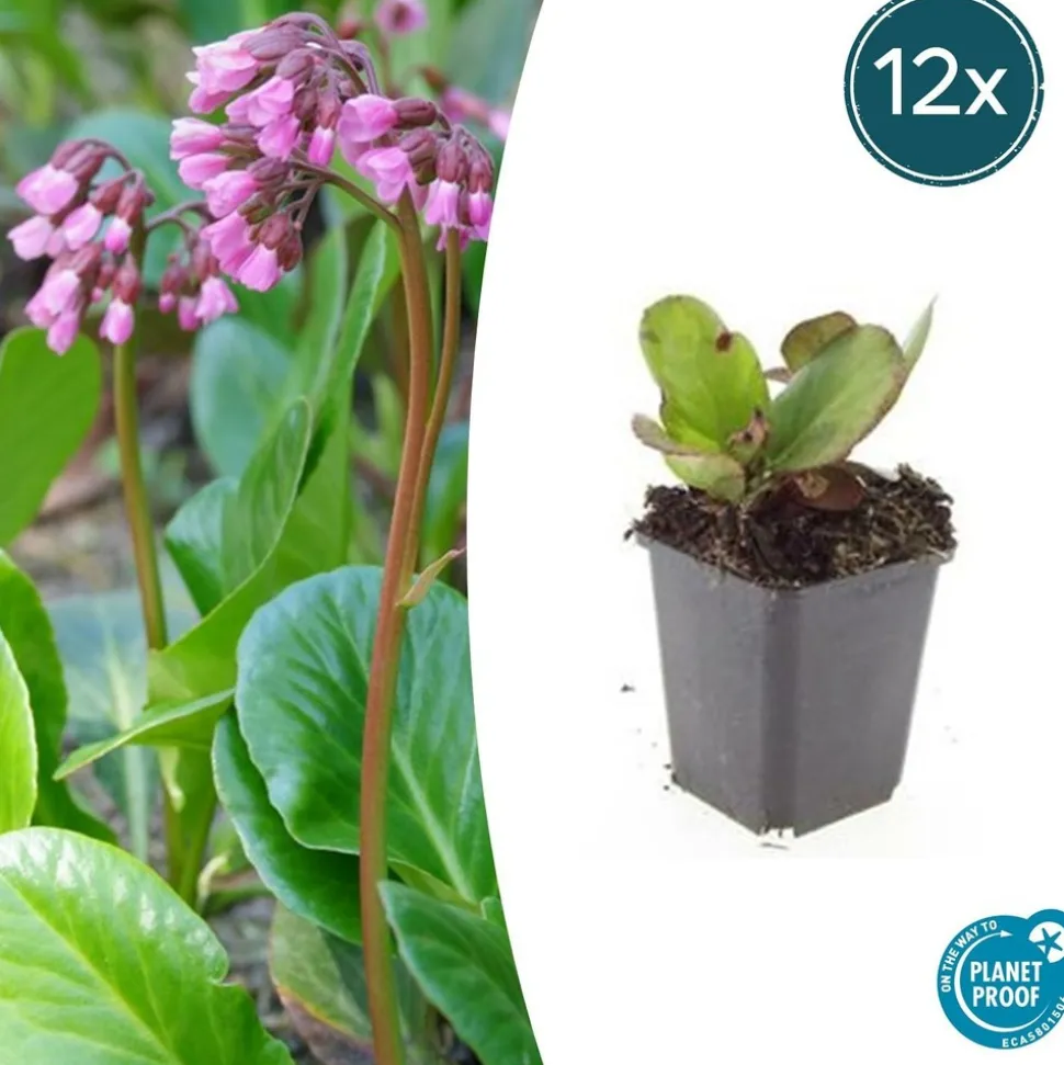 LA GREEN TOUCH - Bergenia à feuilles en cœur 'herbstblüte' x12 – entre 0,75 et 1m2
