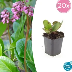 LA GREEN TOUCH - Bergenia à feuilles en cœur 'herbstblüte' x12 – entre 0,75 et 1m2