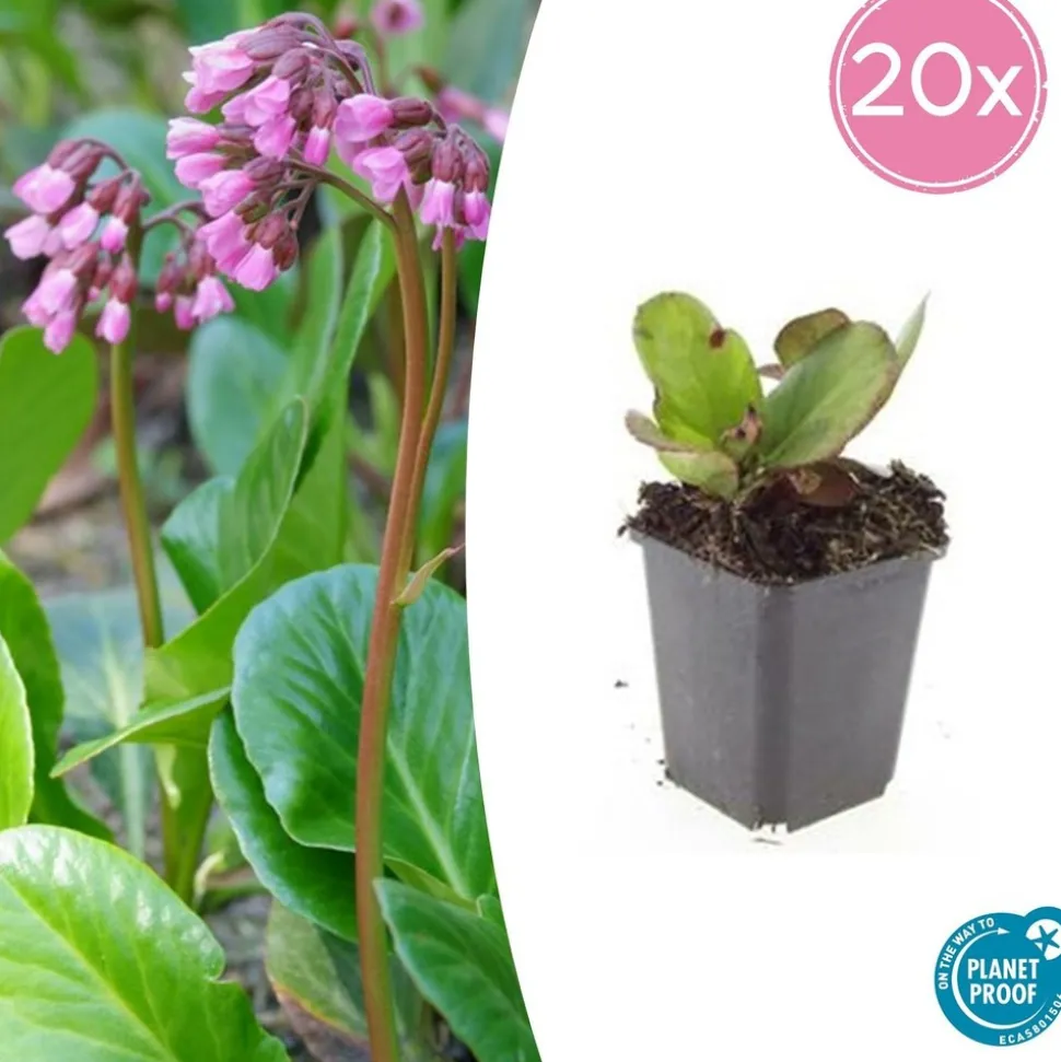LA GREEN TOUCH - Bergenia à feuilles en cœur 'herbstblüte' x12 – entre 0,75 et 1m2