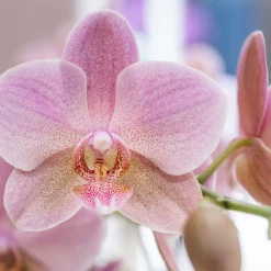 LA GREEN TOUCH - Boîte surprise orchidées - 4 variétés