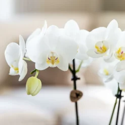 LA GREEN TOUCH - Boîte surprise orchidées - 4 variétés