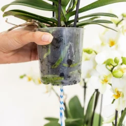 LA GREEN TOUCH - Bouquet d'orchidées blanches en panier avec réservoir d'eau 55cm - plante d'intérieur