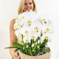 LA GREEN TOUCH - Bouquet d'orchidées blanches en panier coton avec réservoir d'eau 55cm - plante d'intérieur