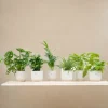 LA GREEN TOUCH - Box surprise 6 plantes+ cache-pot - hauteur 30cm