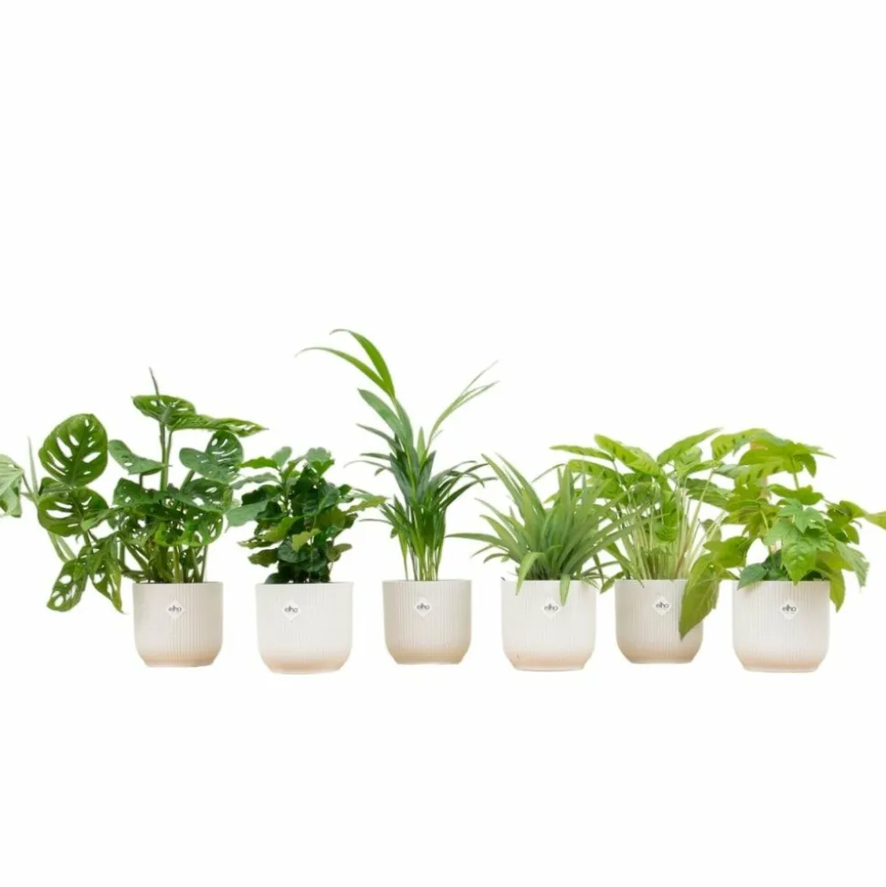 LA GREEN TOUCH - Box surprise 6 plantes+ cache-pot - hauteur 30cm