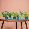 LA GREEN TOUCH - Box surprise 6 plantes+ cache-pot - hauteur 30cm