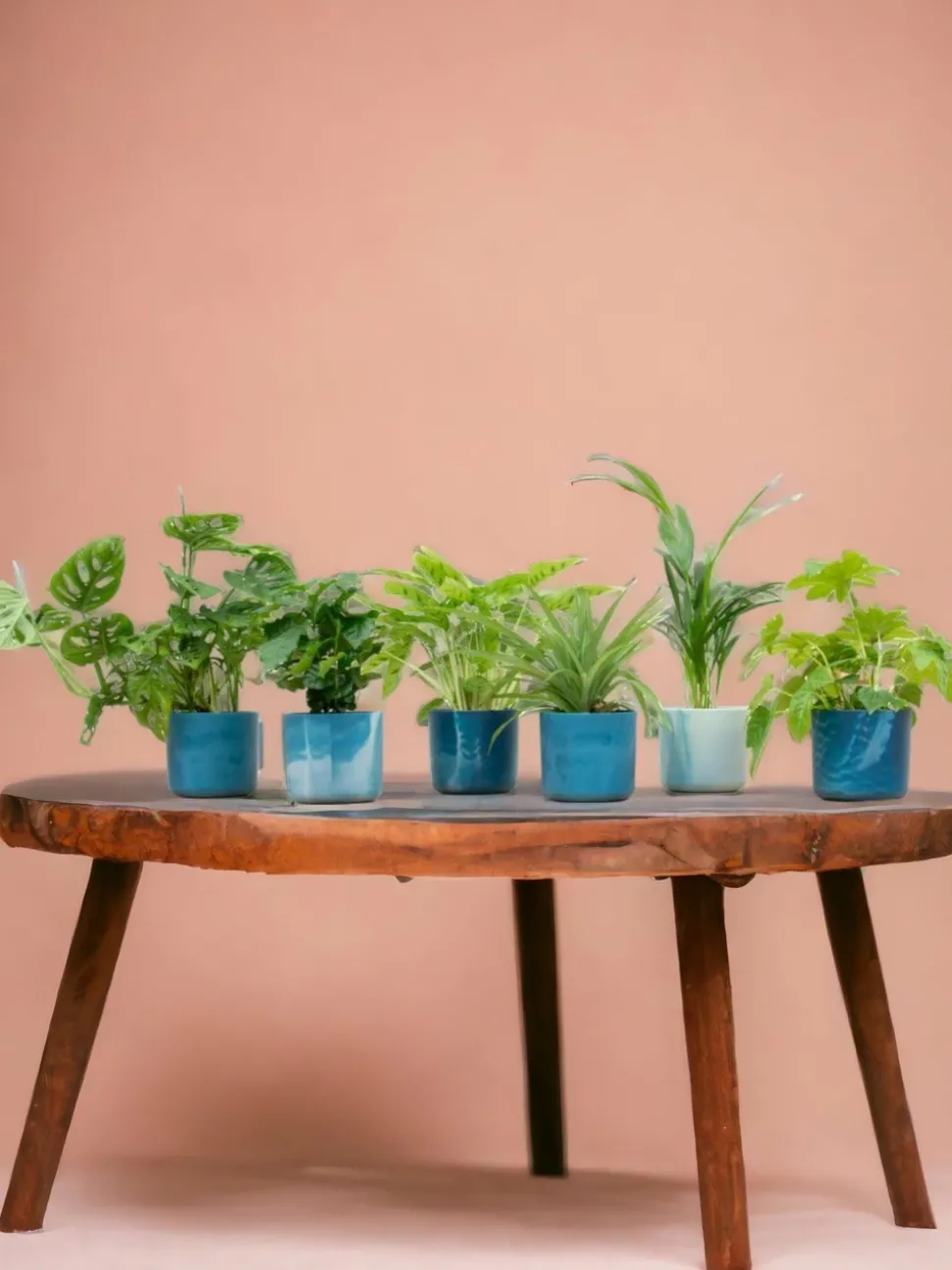 LA GREEN TOUCH - Box surprise 6 plantes+ cache-pot - hauteur 30cm