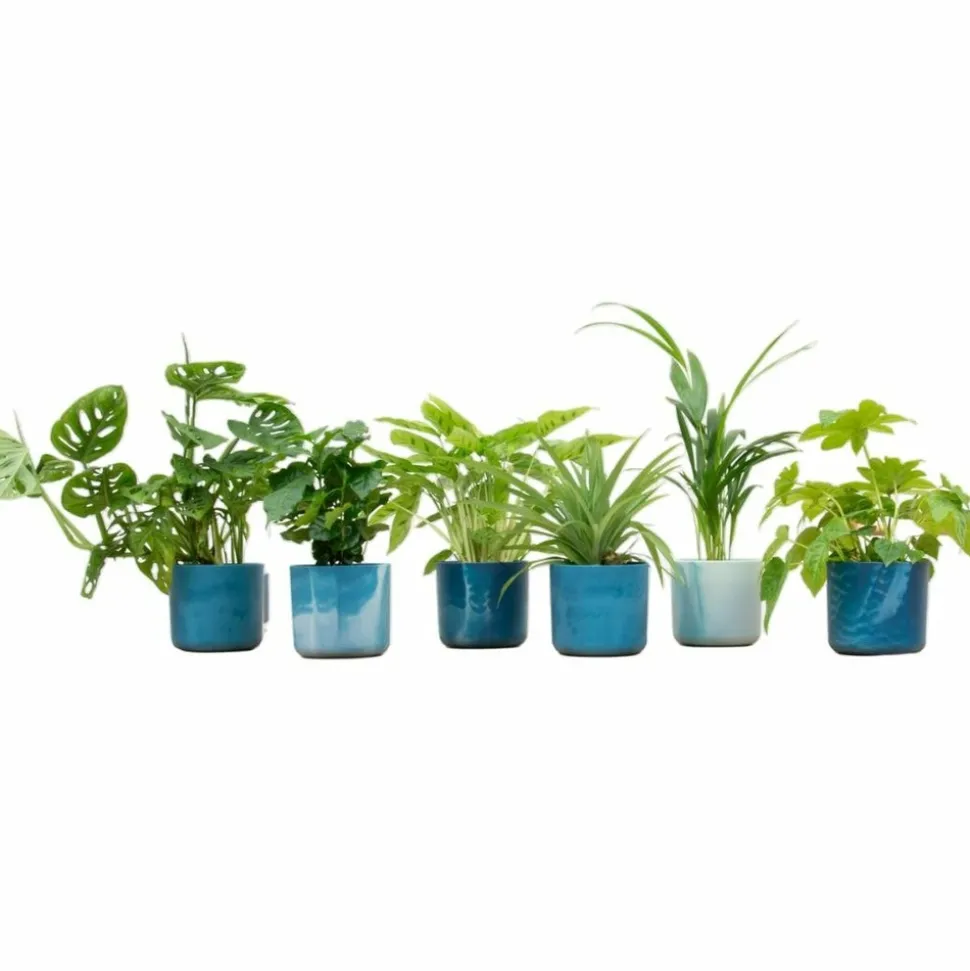 LA GREEN TOUCH - Box surprise 6 plantes+ cache-pot - hauteur 30cm