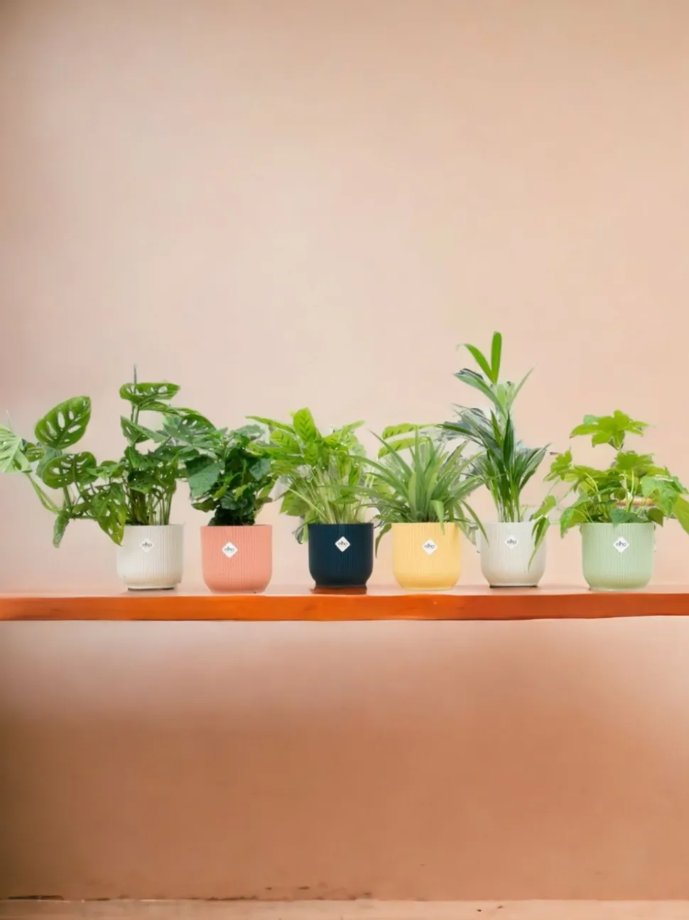 LA GREEN TOUCH - Box surprise 6 plantes+ cache-pot - hauteur 30cm