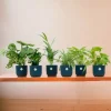 LA GREEN TOUCH - Box surprise 6 plantes+ cache-pot - hauteur 30cm