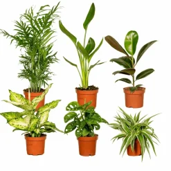 LA GREEN TOUCH - Box surprise plante purificatrice d'air 35cm - plante d'intérieur