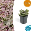 LA GREEN TOUCH - Bugle rampant 'burgundy glow' x60 – entre 3,75 et 5m2