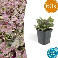 LA GREEN TOUCH - Bugle rampant 'burgundy glow' x60 – entre 3,75 et 5m2
