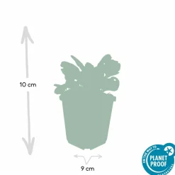 LA GREEN TOUCH - Bugle rampant 'burgundy glow' x60 – entre 3,75 et 5m2