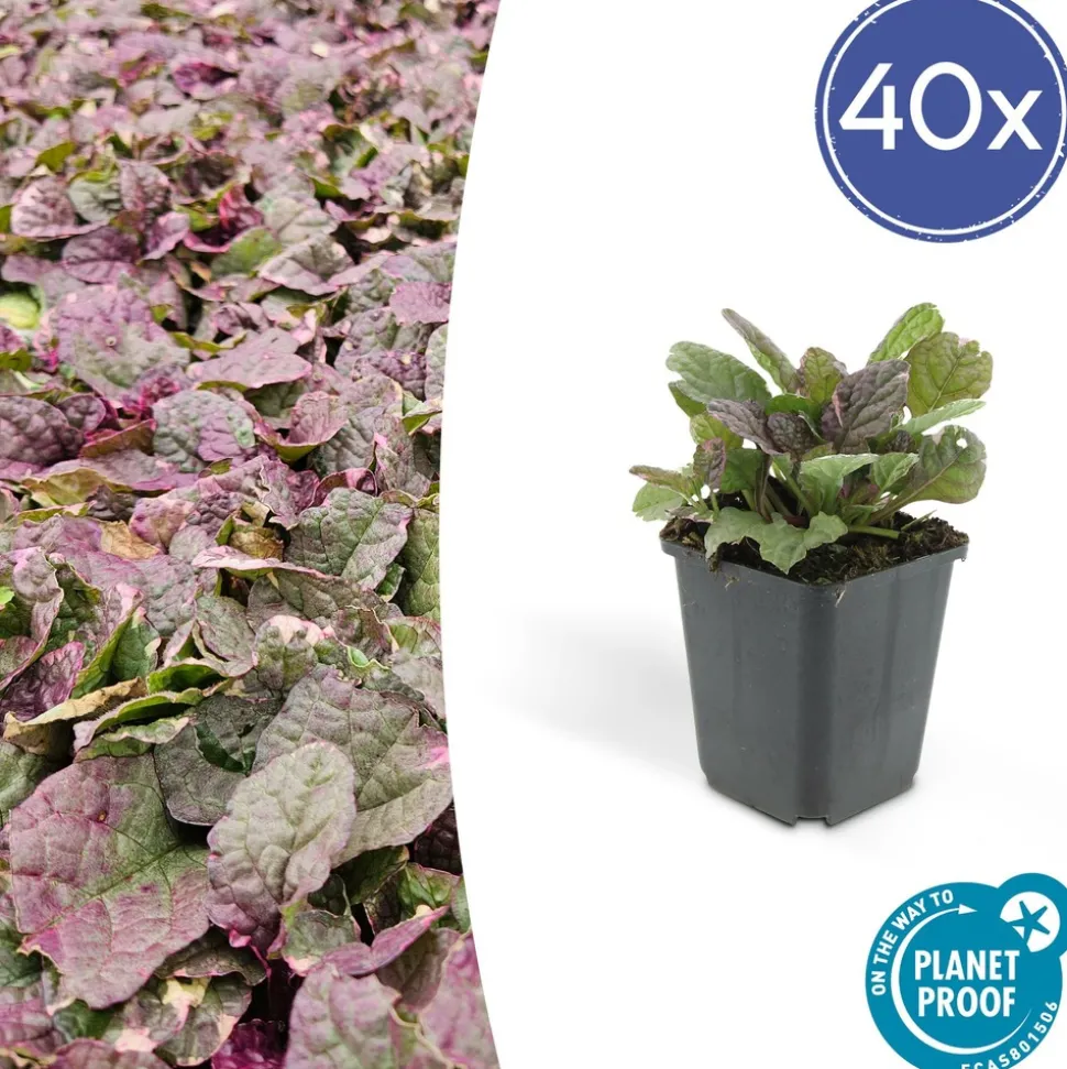 LA GREEN TOUCH - Bugle rampant 'burgundy glow' x40 – entre 2,5 et 3,33m2