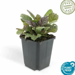 LA GREEN TOUCH - Bugle rampant 'burgundy glow' x40 – entre 2,5 et 3,33m2