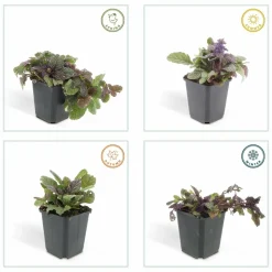 LA GREEN TOUCH - Bugle rampant 'burgundy glow' x40 – entre 2,5 et 3,33m2