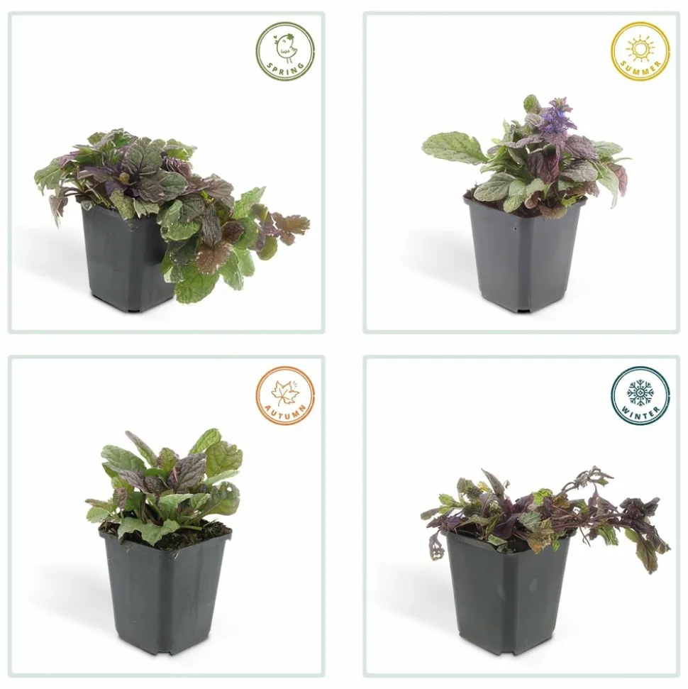 LA GREEN TOUCH - Bugle rampant 'burgundy glow' x40 – entre 2,5 et 3,33m2