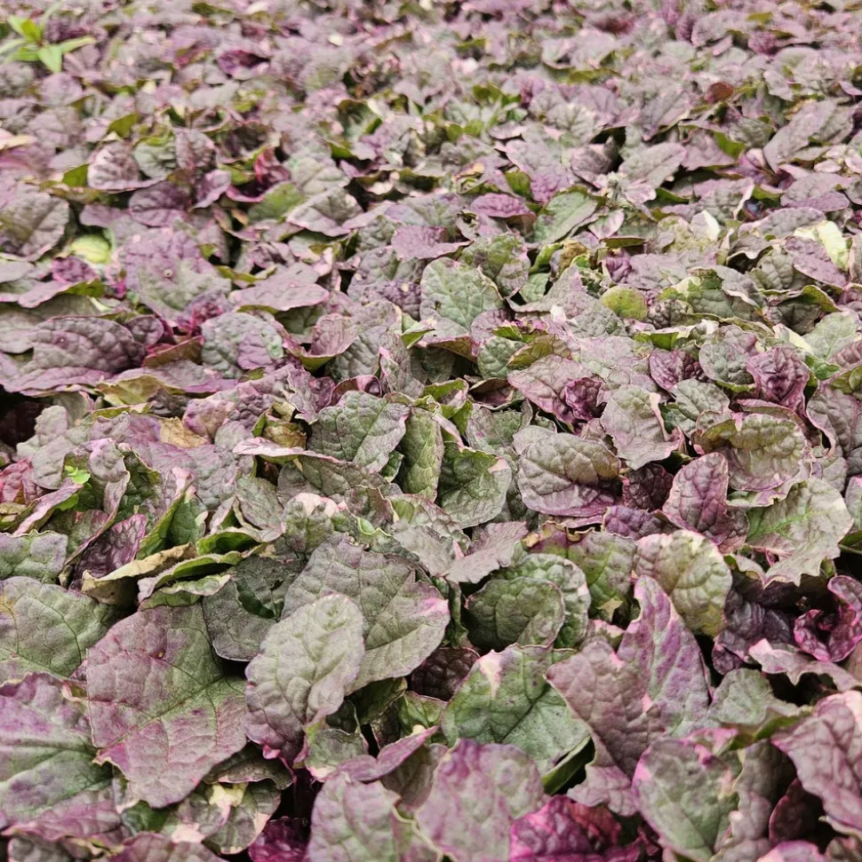 LA GREEN TOUCH - Bugle rampant 'burgundy glow' x40 – entre 2,5 et 3,33m2