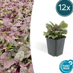 LA GREEN TOUCH - Bugle rampant 'burgundy glow' x40 – entre 2,5 et 3,33m2