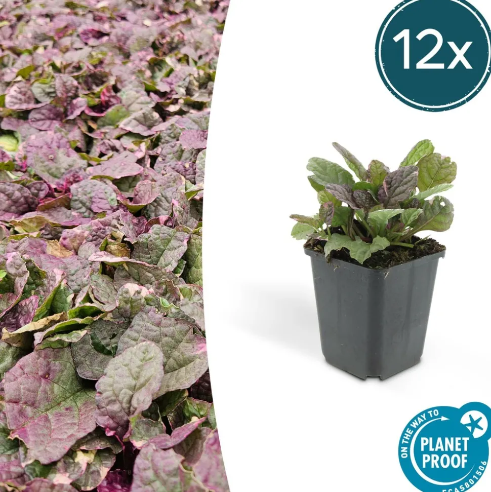 LA GREEN TOUCH - Bugle rampant 'burgundy glow' x40 – entre 2,5 et 3,33m2