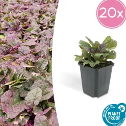 LA GREEN TOUCH - Bugle rampant 'burgundy glow' x40 – entre 2,5 et 3,33m2