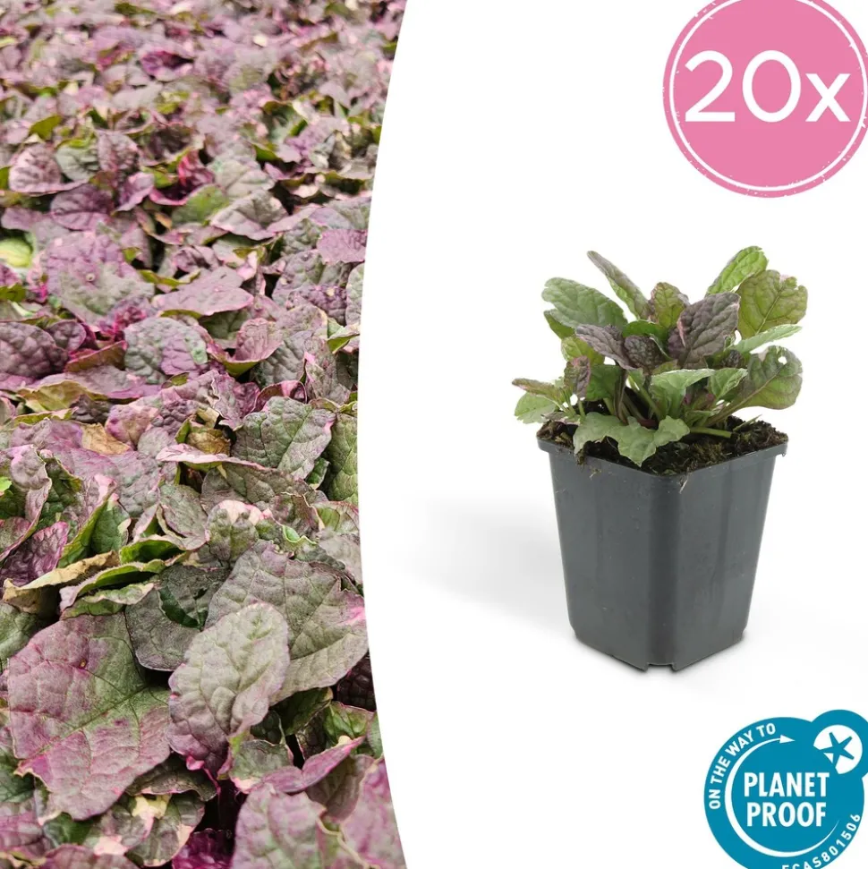 LA GREEN TOUCH - Bugle rampant 'burgundy glow' x40 – entre 2,5 et 3,33m2