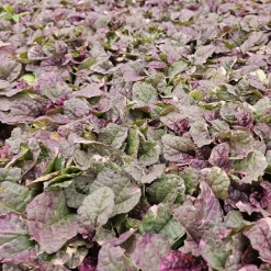 LA GREEN TOUCH - Bugle rampant 'burgundy glow' x12 – entre 0,75 et 1m2