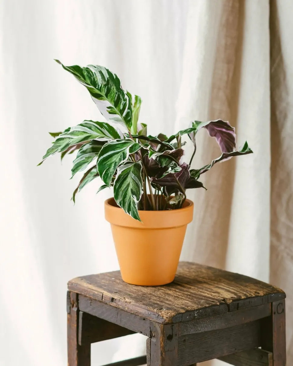 LA GREEN TOUCH - Calathea fusion white 40cm - plante d'intérieur
