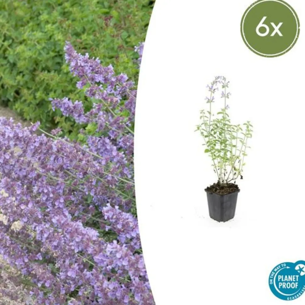 LA GREEN TOUCH - Cataire 'walker's low' x6 – entre 0,38 et 0,5m2