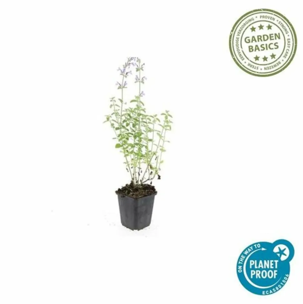 LA GREEN TOUCH - Cataire 'walker's low' x6 – entre 0,38 et 0,5m2