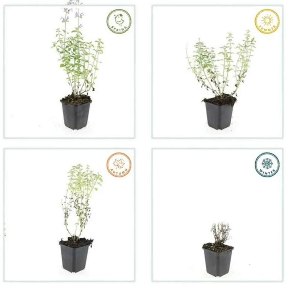 LA GREEN TOUCH - Cataire 'walker's low' x6 – entre 0,38 et 0,5m2